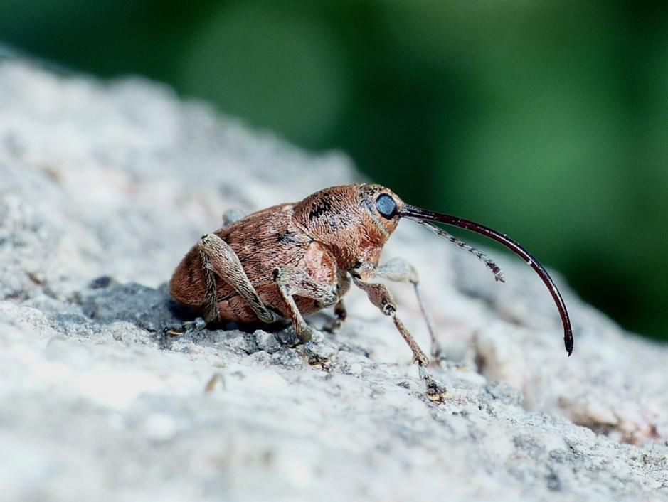 Curculio glandium